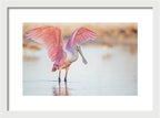 Blush - Framed Print