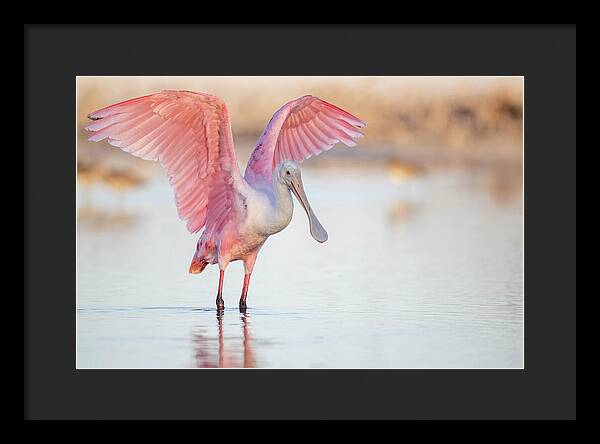 Blush - Framed Print