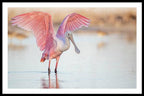 Blush - Framed Print
