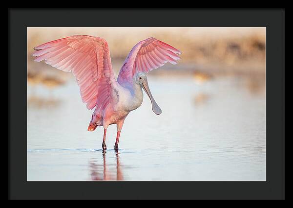 Blush - Framed Print