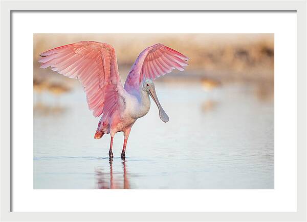 Blush - Framed Print
