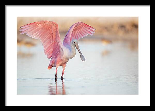 Blush - Framed Print
