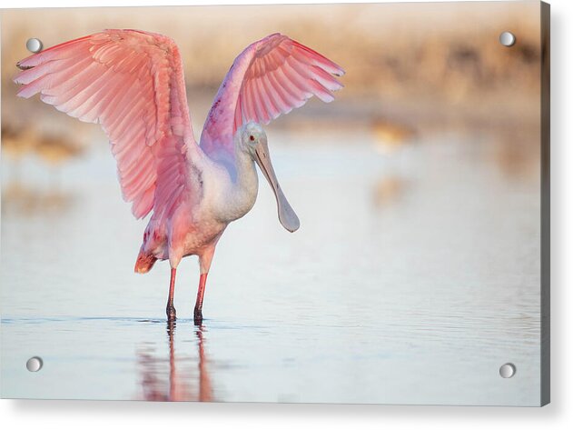 Blush - Acrylic Print