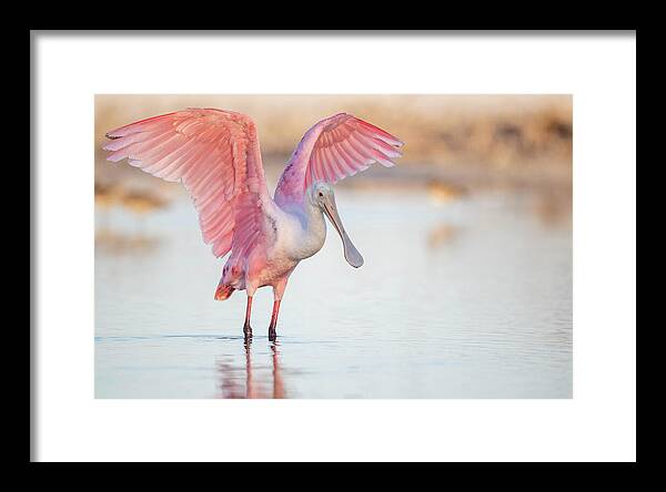 Blush - Framed Print
