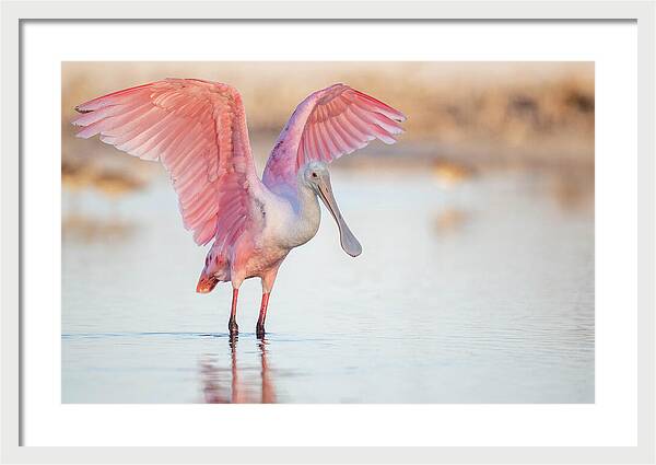 Blush - Framed Print