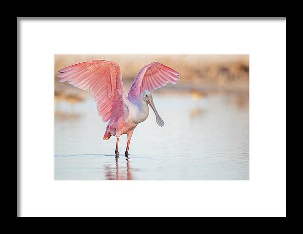 Blush - Framed Print