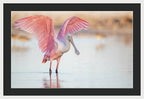 Blush - Framed Print