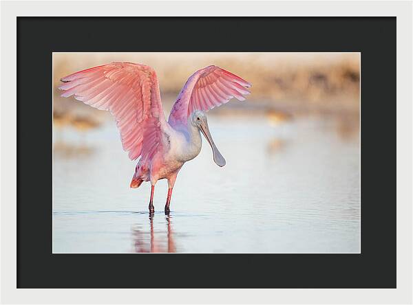 Blush - Framed Print