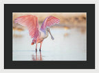 Blush - Framed Print