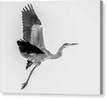 Charcoal - Canvas Print
