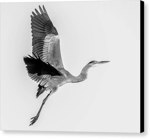 Charcoal - Canvas Print