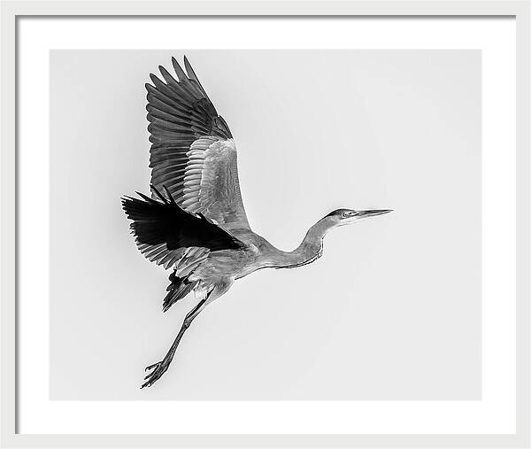 Charcoal - Framed Print