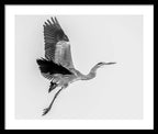 Charcoal - Framed Print