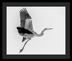 Charcoal - Framed Print
