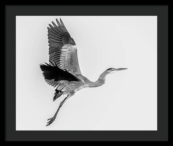 Charcoal - Framed Print