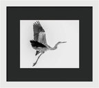 Charcoal - Framed Print