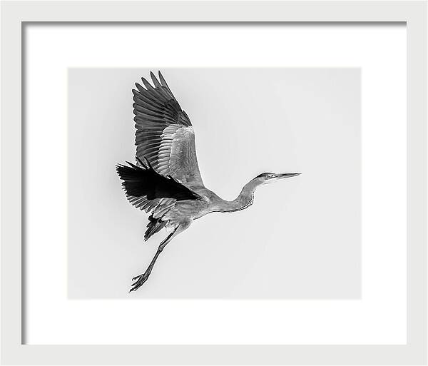 Charcoal - Framed Print