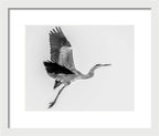 Charcoal - Framed Print