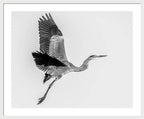 Charcoal - Framed Print
