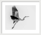 Charcoal - Framed Print