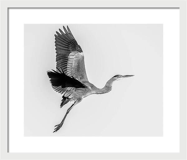 Charcoal - Framed Print