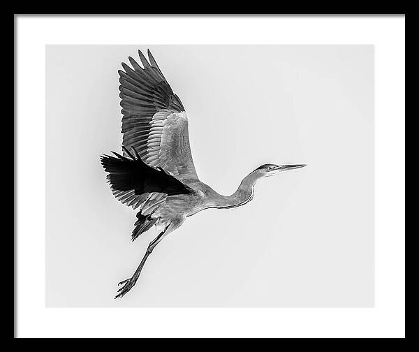 Charcoal - Framed Print