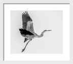 Charcoal - Framed Print