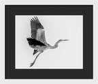 Charcoal - Framed Print