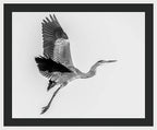Charcoal - Framed Print