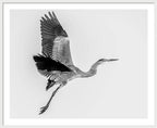 Charcoal - Framed Print