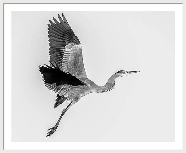 Charcoal - Framed Print