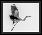 Charcoal - Framed Print