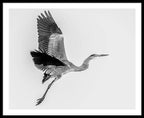 Charcoal - Framed Print