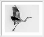 Charcoal - Framed Print