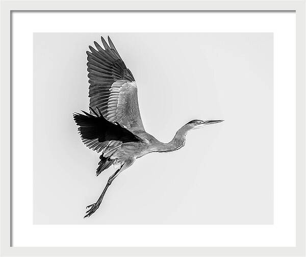 Charcoal - Framed Print