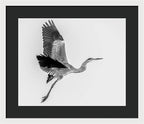 Charcoal - Framed Print