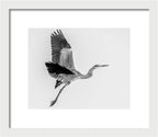Charcoal - Framed Print