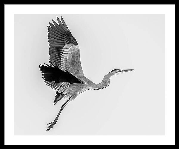 Charcoal - Framed Print