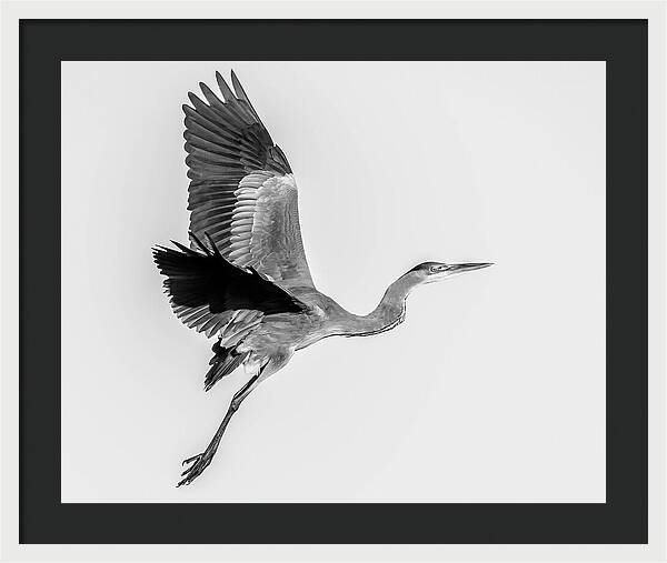 Charcoal - Framed Print