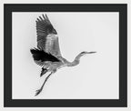 Charcoal - Framed Print