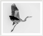 Charcoal - Framed Print