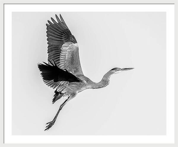 Charcoal - Framed Print