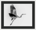 Charcoal - Framed Print