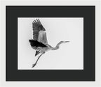 Charcoal - Framed Print