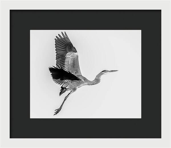Charcoal - Framed Print