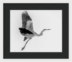 Charcoal - Framed Print