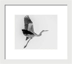 Charcoal - Framed Print