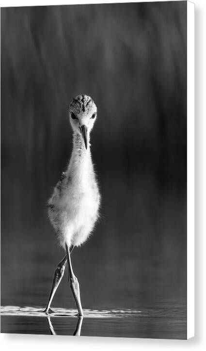 Curious Young Bird Standing in Water - Canvas Print