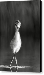Curious Young Bird Standing in Water - Canvas Print
