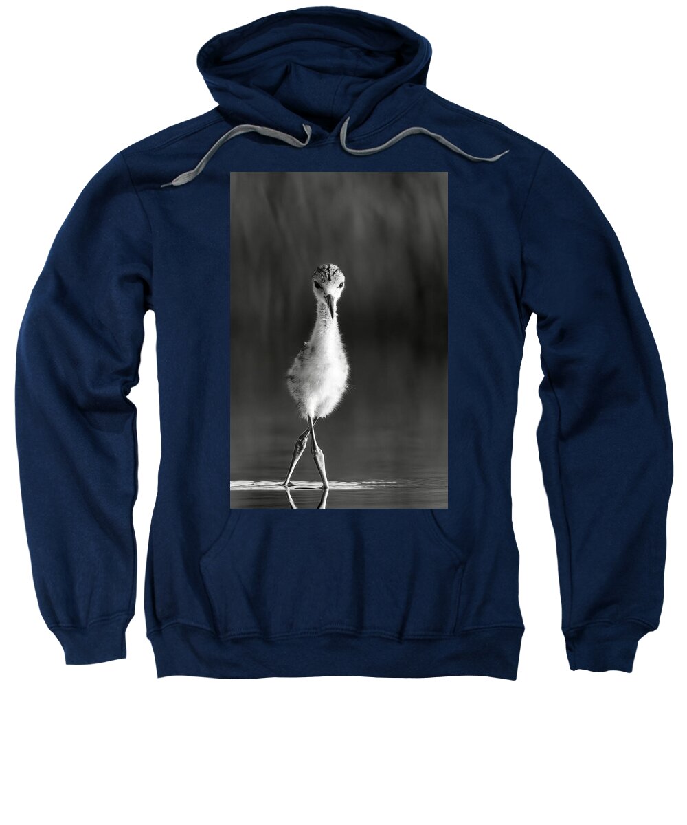 Curious Young Bird Standing in Water - Sweatshirt